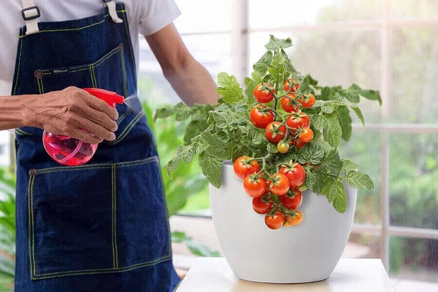 Easy Steps to Grow Veggies in Small Indoor Plant Pots
