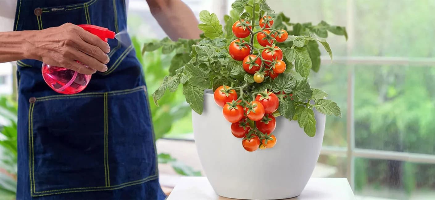 Easy Steps to Grow Veggies in Small Indoor Plant Pots
