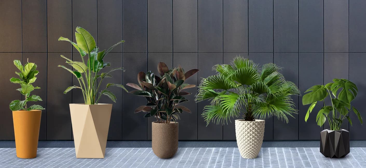 5 Plants You Can Grow Using Large Planters