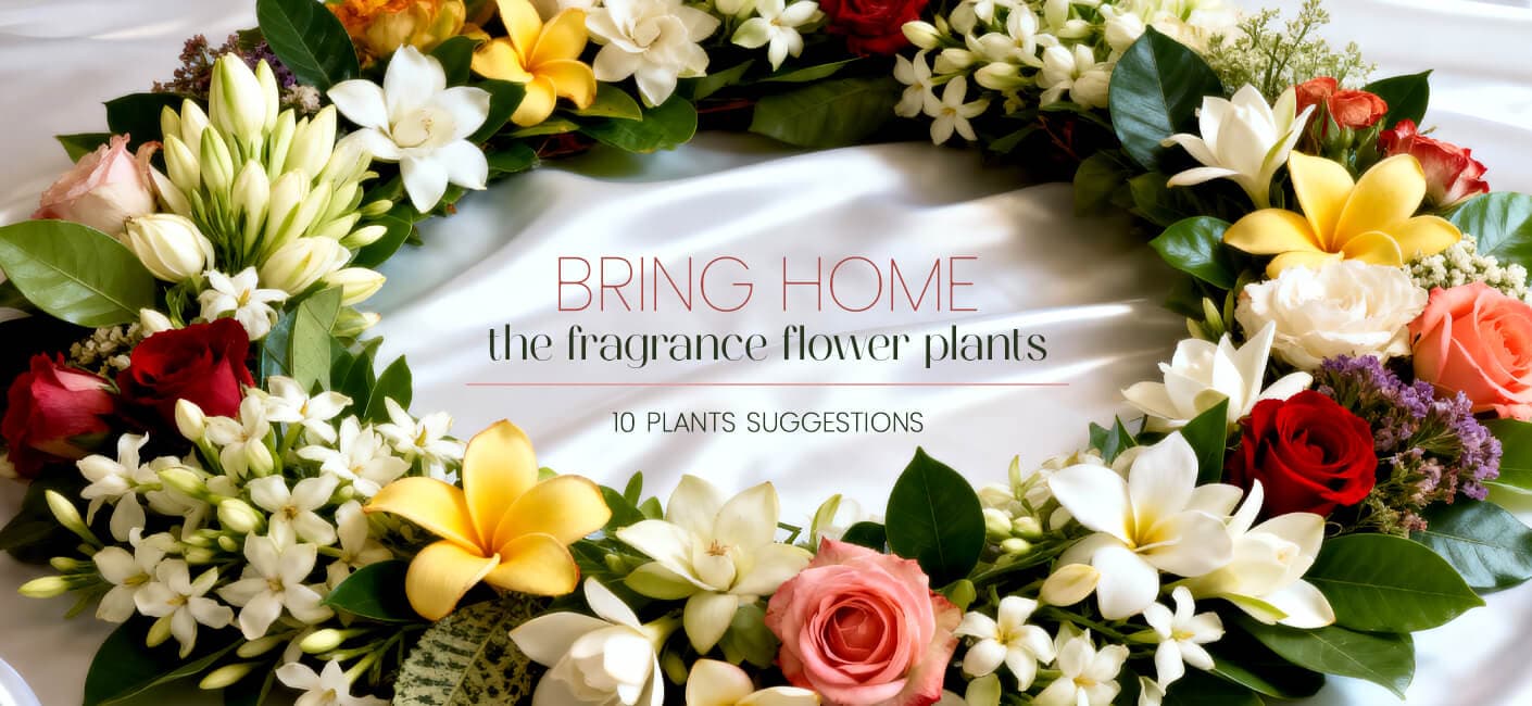 10 Best Fragrance Flowers to Bring Home (With Pot Ideas)