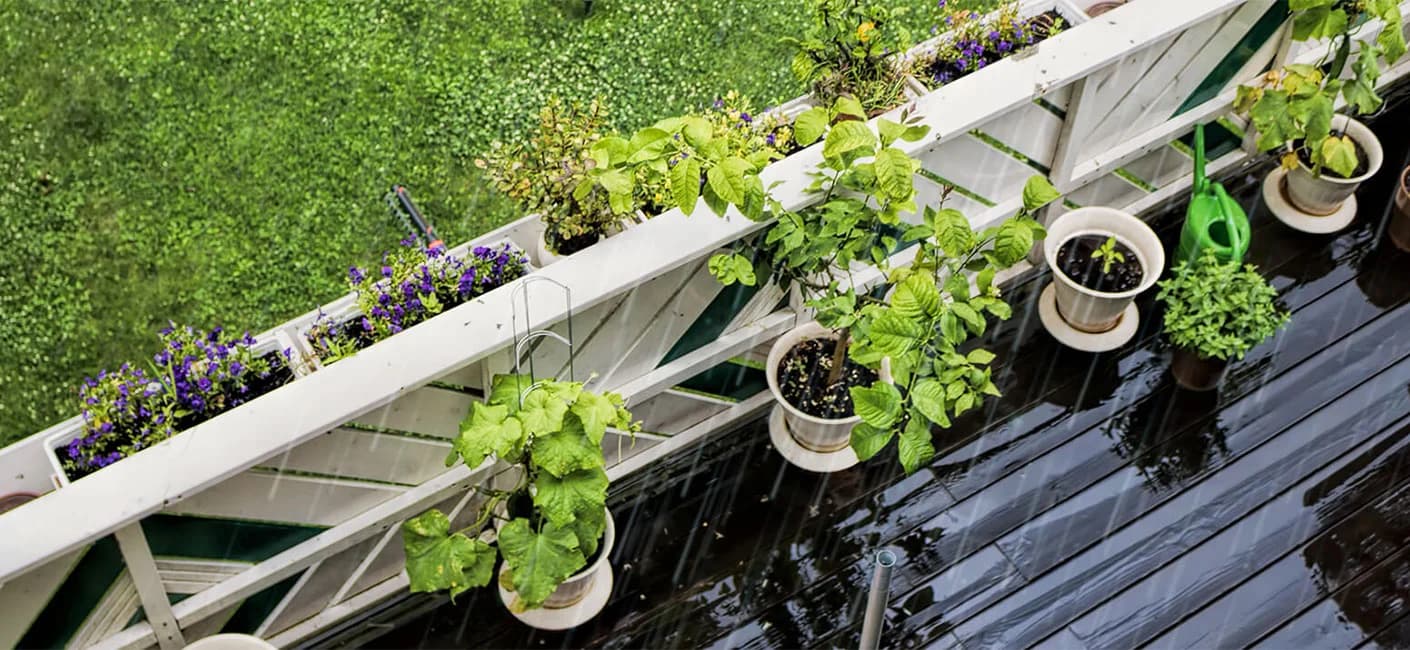 how to collect rainwater for plants