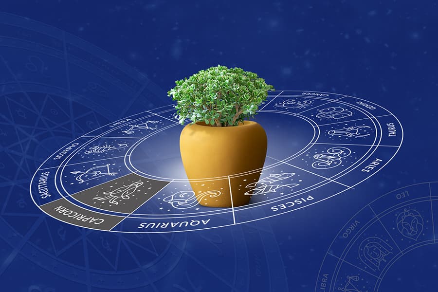 designer planter orino in yellow colour