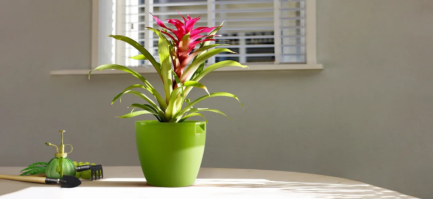 winter care tips for houseplants