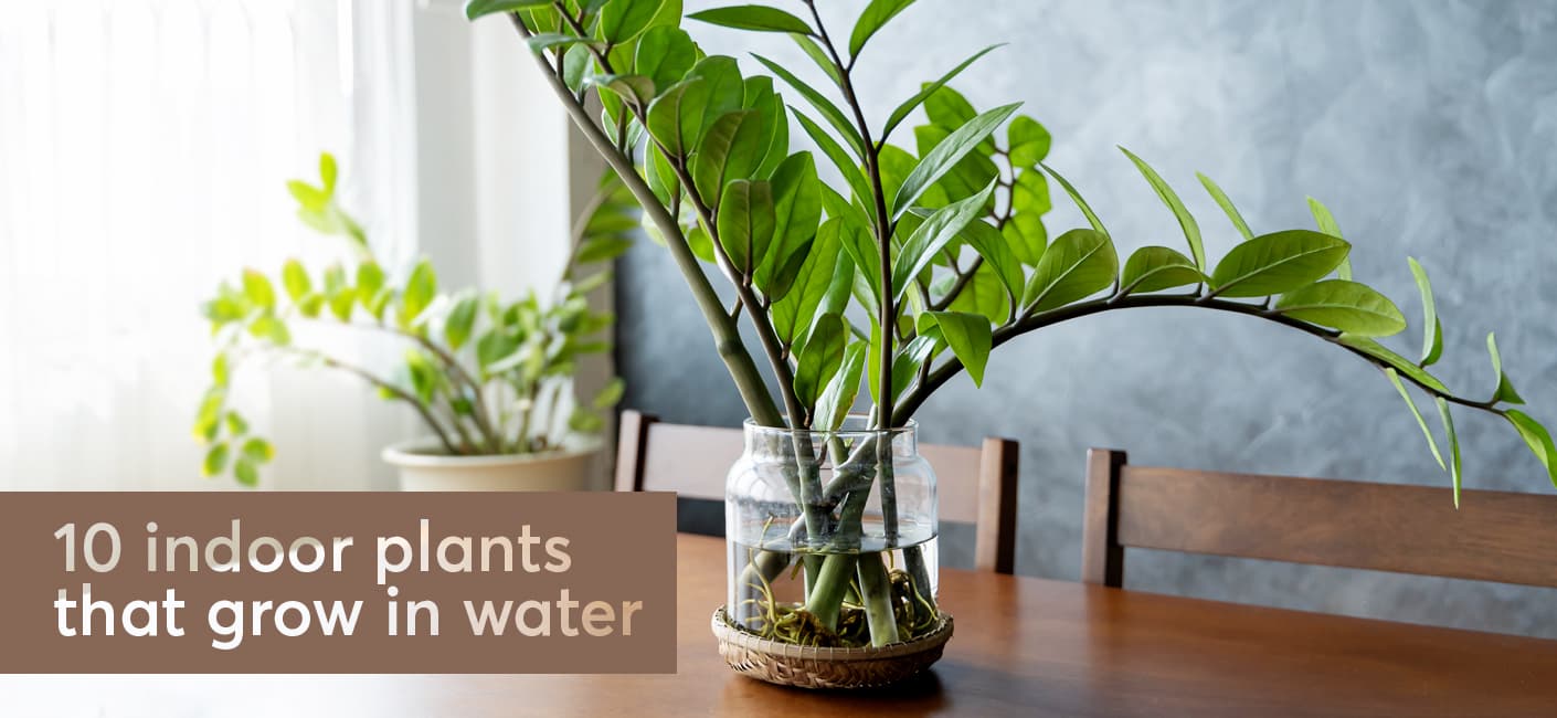 Indoor plants that grow in water