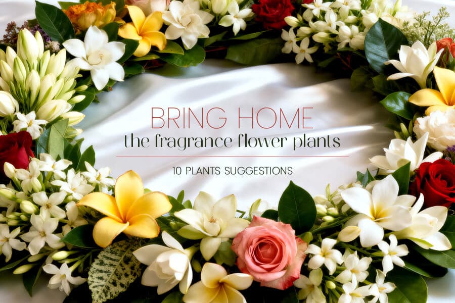 10 Best Fragrance Flowers to Bring Home (With Pot Ideas)